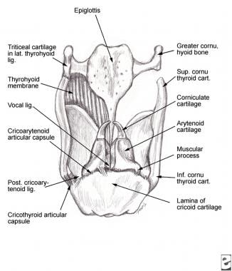 Posterior view of the laryngeal cartilages and lig