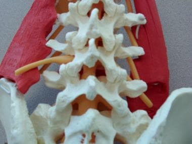 脊柱模型显示椎板间硬膜外间隙。