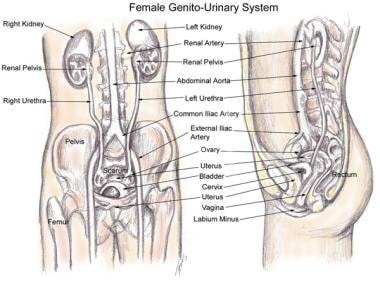 Gross anatomy of the female pelvis. 