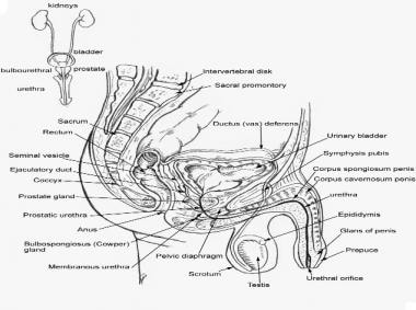 A sagittal midline view of the male pelvic anatomy
