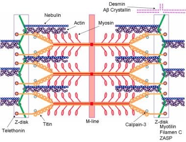 Schematic of the sarcomere with labeled molecular 