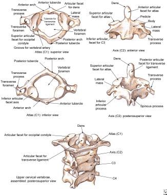 颈椎，寰椎和颈椎轴。
