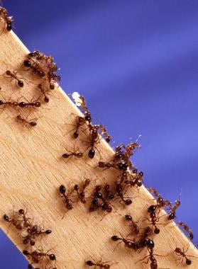 Fire ants. US Department of Agriculture. Courtesy 