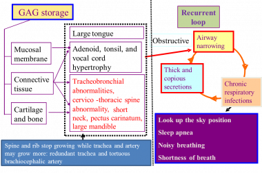 Pathophysiology of difficult airway in Morquio A s