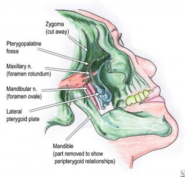 Pertinent anatomy with regard to the maxillary blo