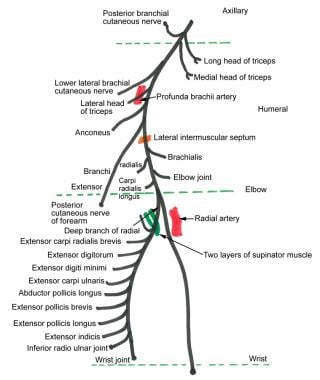 Course of the radial nerve. 
