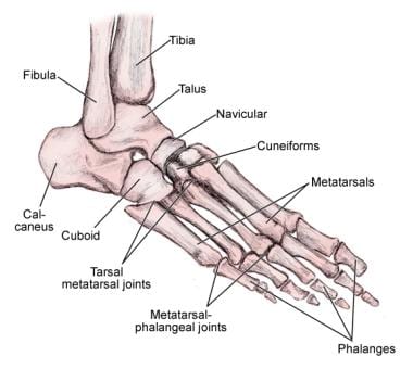 Foot Bone Anatomy: Overview, Tarsal Bones - Gross Anatomy, Metatarsal ...