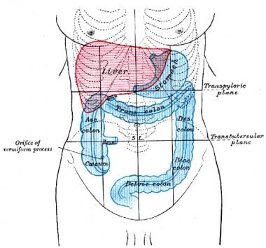 Colon anatomy, front of abdomen. 