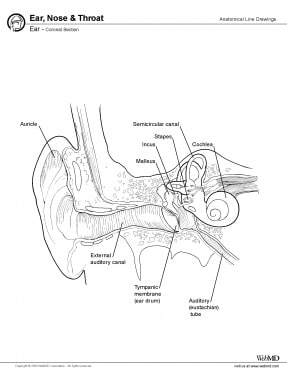 Inner ear, coronal section. 