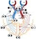 Visual Field Testing Technique: Confrontation Testing, Simultaneous ...