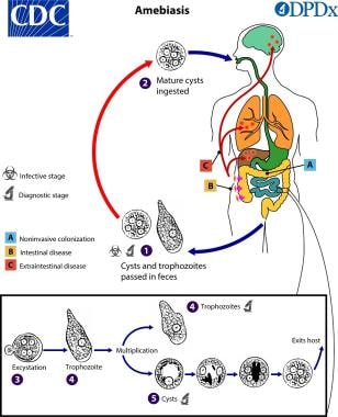 Life cycle of amebiasis (Entamoeba histolytica). C