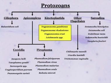 Taxonomy of some of the medically important protoz