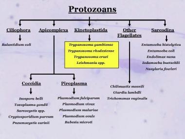 一些医学上重要的原生动物的分类