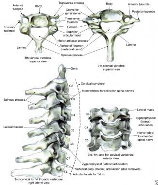 Cervical vertebrae. 