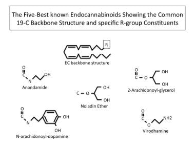 Cannabinoid Science 101: What is Anandamide (AEA)? - Sensi Seeds