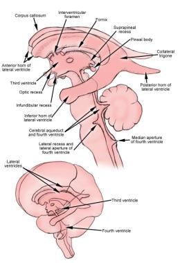 Ventricular system, which circulates cerebrospinal