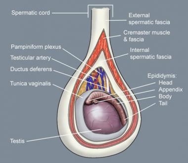 Testicular anatomy. 
