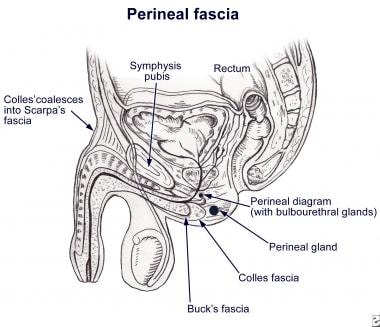 会阴的筋膜包络(男性)。注意h
