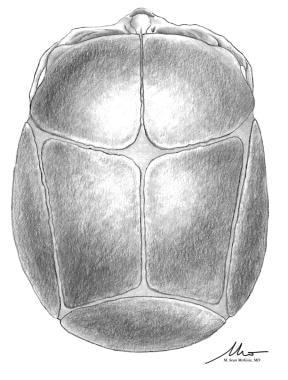 Normal anatomic suture configuration.