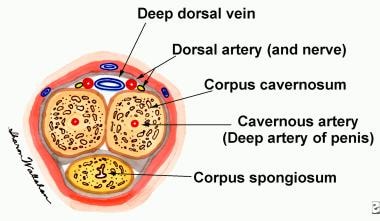 Penis Frenulum: Location, Function & Conditions