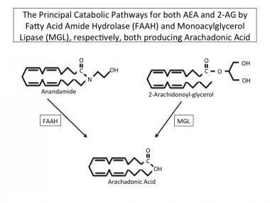 The principal catabolic pathways for both AEA and 