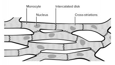 Cardiac muscle cells. 
