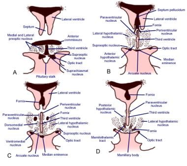 Rostral to caudal (A->D) coronal sections of the h