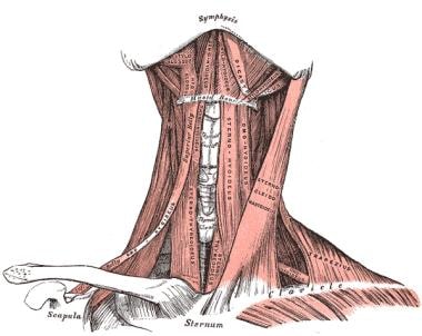Muscles in the front of the neck. 