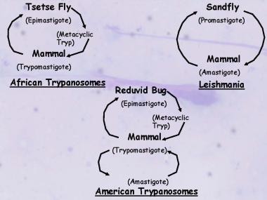 Life cycles of the medically important Kinetoplast