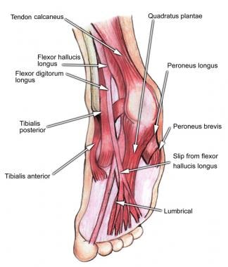 tendons in the foot