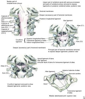 Internal craniocervical ligaments. 