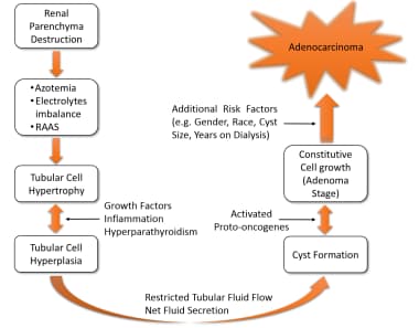 Proposed pathophysiology for cyst formation and ma