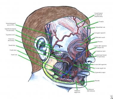 Anatomy of frontalis, corrugator supercilii, proce