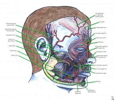 Botulinum Toxin Injections In Plastic Surgery Overview Botulinum