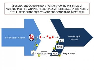 This figure depicts the neuromodulatory signaling 