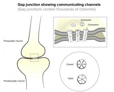 Myocardial gap junctions. 