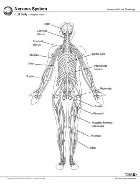 Nervous system, full body, anterior view. 