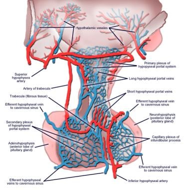 Illustration of the hypophyseal portal system. 