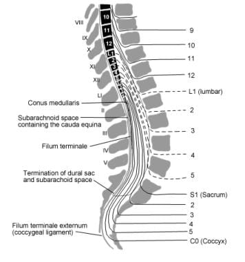 This figure demonstrates the anatomic relationship