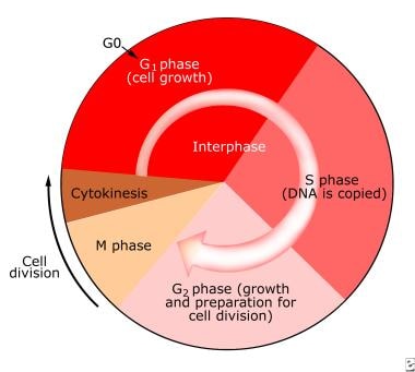The cell cycle. 