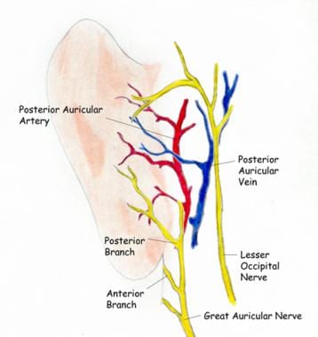 Anatomy of the posterior (medial) surface of the e
