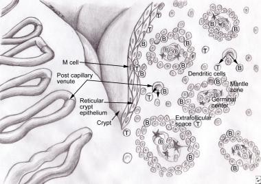 Close-up of adenoid histology showing immunologica