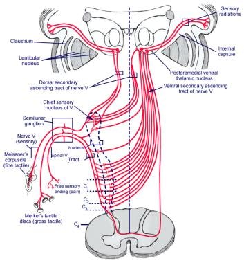 mandibular nerve. V3 of trigeminal  Nerve anatomy, Cranial nerves anatomy,  Facial nerve