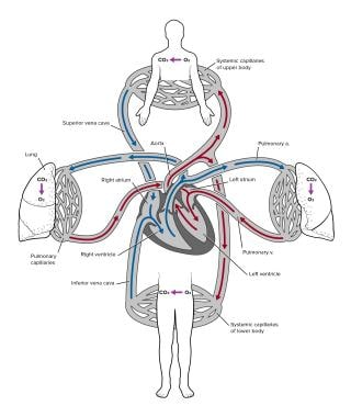 Systemic and pulmonary circulation. 