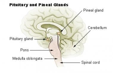 Drawing showing the anatomy of the pineal gland an