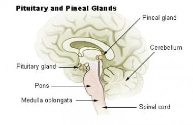 Anatomy Of The Hypothalamus And Pituitary Gland - My Endo Consult