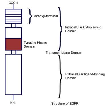 The epidermal growth factor receptor (HER) family 