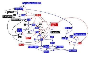 Coagulation reactions leading to thrombin generati