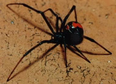 Female redback spider showing a distinctive red st