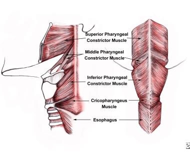 Anatomic location of the cricopharyngeus muscle. 